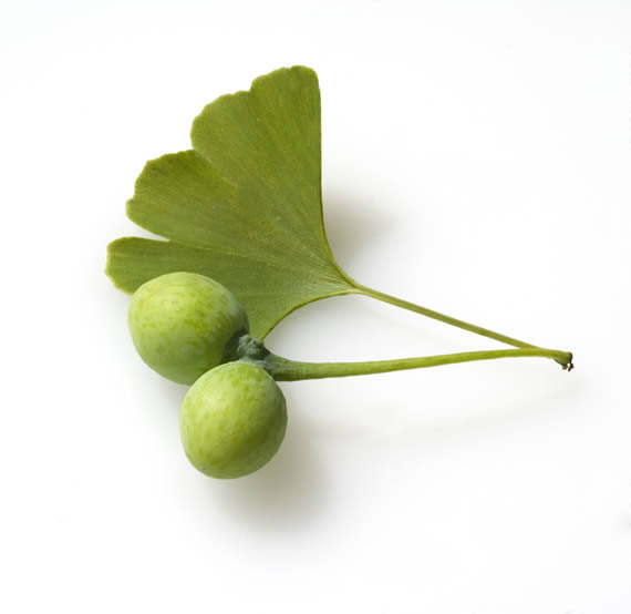 Ginkgo-Samen und Blüten
