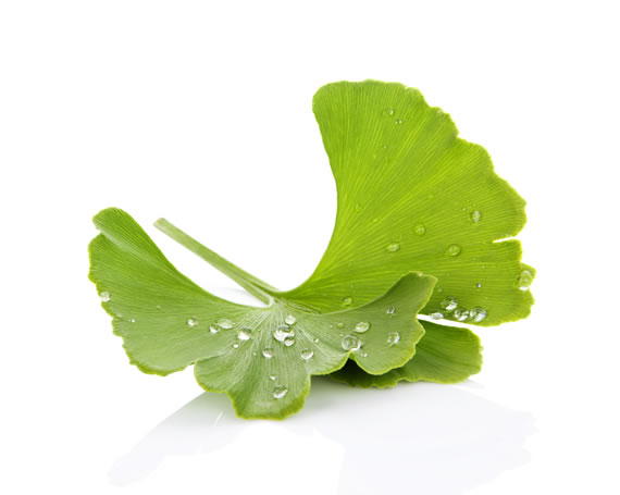 Ginkgo Biloba